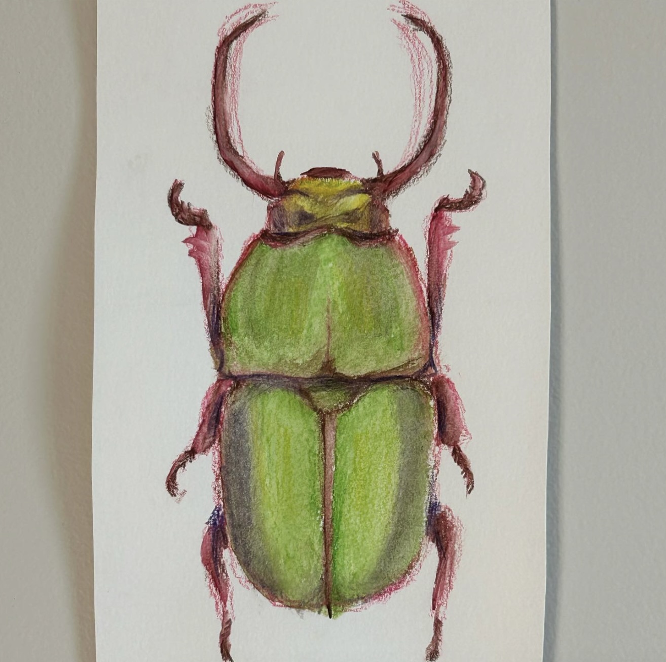 drawing of beetle